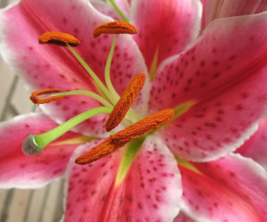 Stamens with anthers. Lily. Macro clipart