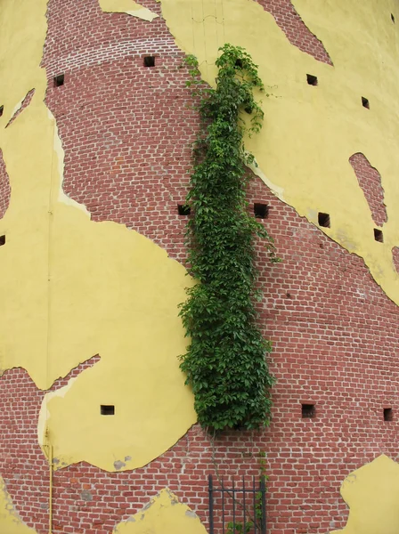 Виноград на стіні вежі — стокове фото