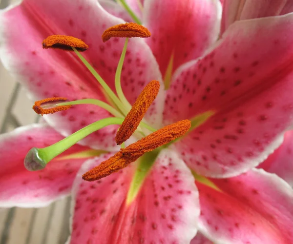 Stamens with anthers. Lily. Macro — Stock Photo, Image