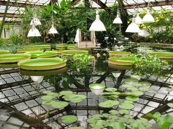 Vody skleníku botanické zahrady — Stock fotografie