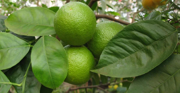 Stock image Ripening on the branch of oranges