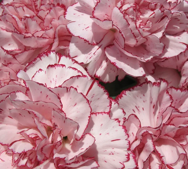 The background color of the carnation — Stock Photo, Image