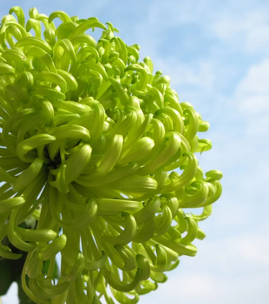Crisantemo verde contra el cielo azul —  Fotos de Stock