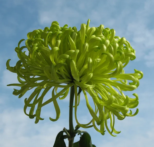 Green chrysanthemum against the blue sky — Stock Photo, Image