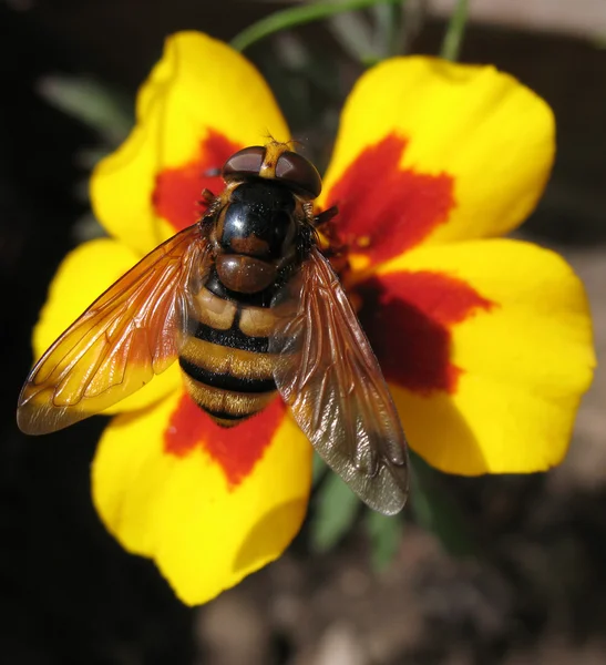 Eristalis tenax (hoverfly) — Stock Photo, Image
