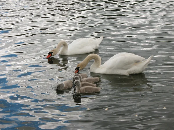 Swan family — Stock Photo, Image