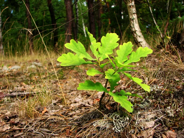 Young oak — Stock Photo, Image