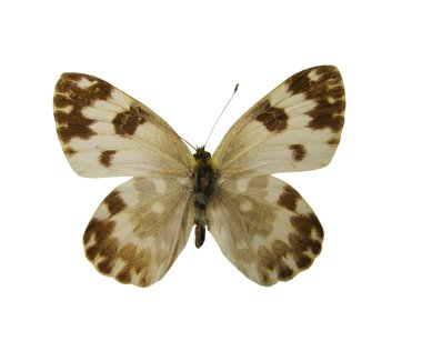 White butterfly wiht spots clipart