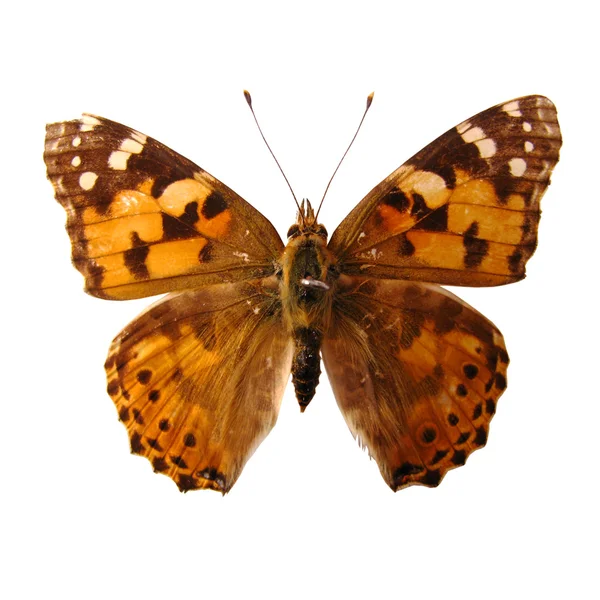 Schmetterling mit Flecken — Stockfoto