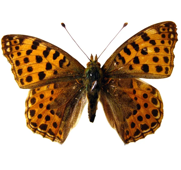 Niedlicher Schmetterling — Stockfoto