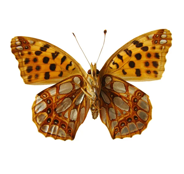 Prachtige vlinder — Stockfoto