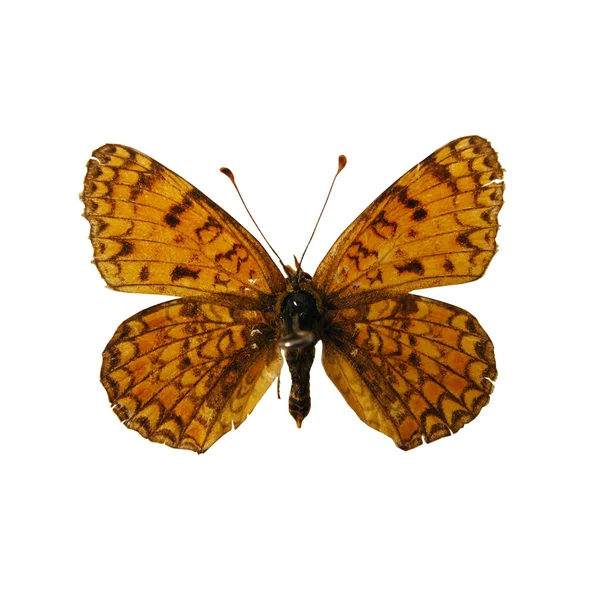 Malý motýl — Stock fotografie