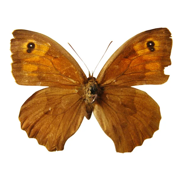 Beautiful butterfly — Stock Photo, Image
