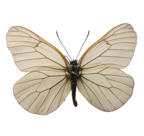 Hermosa mariposa —  Fotos de Stock