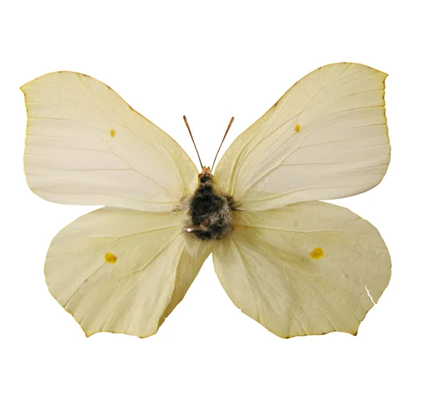 Linda mariposa —  Fotos de Stock