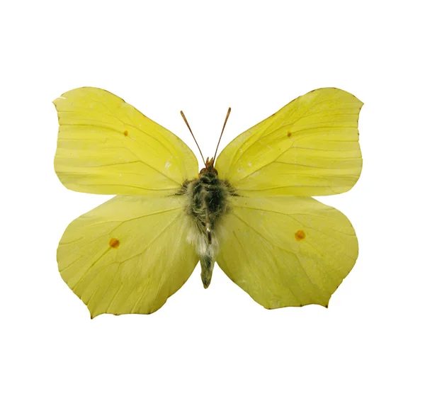 Mariposa amarilla — Foto de Stock