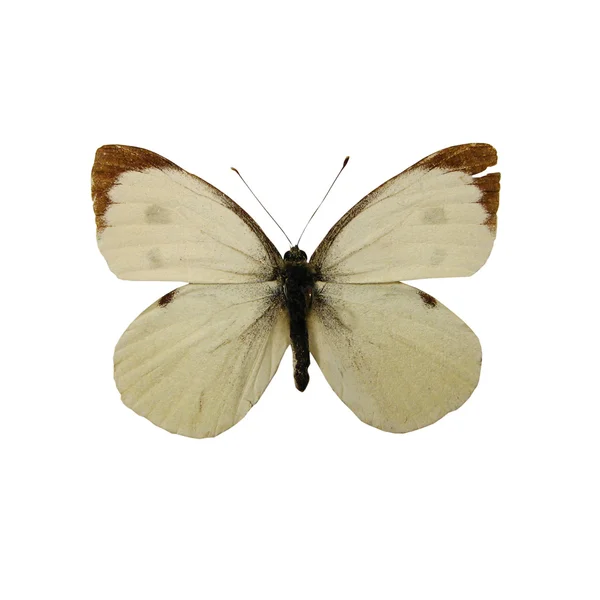 Farfalla bianca — Foto Stock
