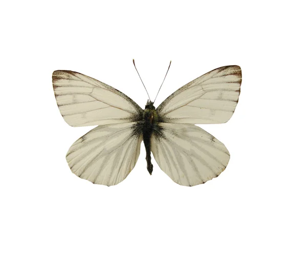 Biały Mały motyl — Zdjęcie stockowe