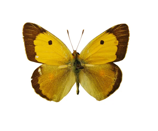 Žlutý motýl — Stock fotografie