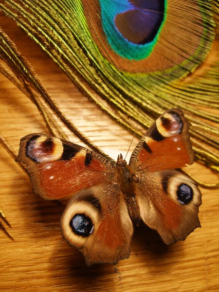 Papillon mignon et plume de paon — Photo