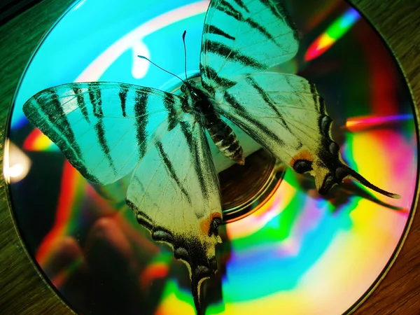 Motýl a cd — Stock fotografie