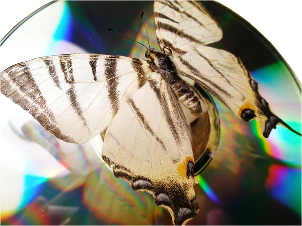 Motýl a cd — Stock fotografie