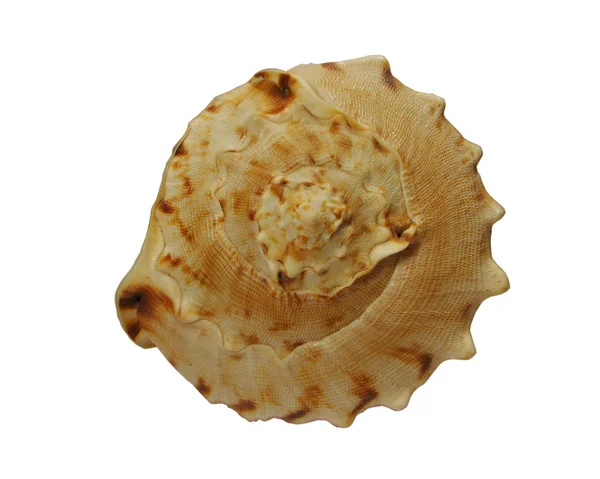 Oceán shell — Stock fotografie
