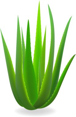 Aloe Vera.