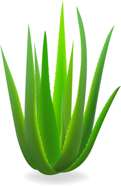 Aloe-vera. — Image vectorielle