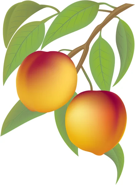 Персики — стоковый вектор