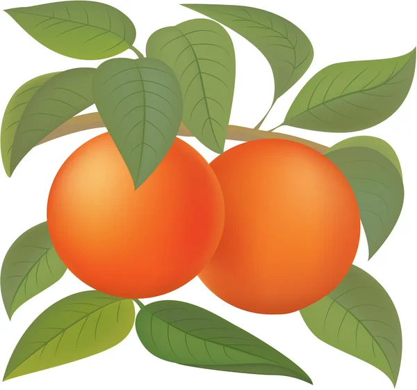 Naranjas — Vector de stock