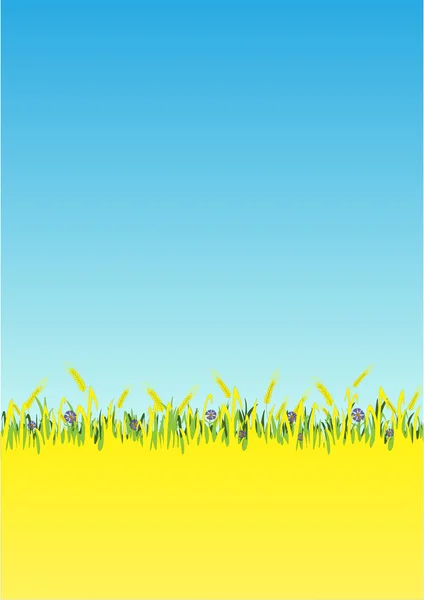 Modré chrpy v pšeničné pole. — Stockový vektor