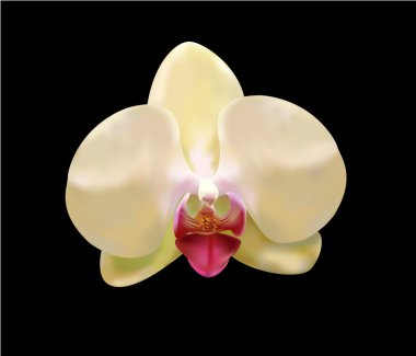 Orchid clipart