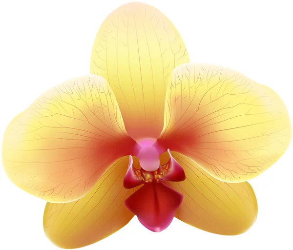 Orquídea — Vector de stock