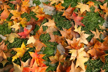 Fallen leaves clipart