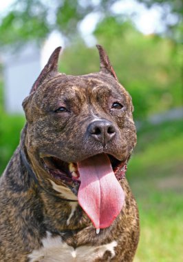 Amerikan staffordshire terrier portre