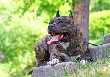 Amerikan staffordshire terrier portre