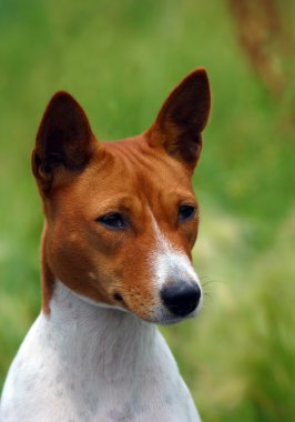 Amerikan staffordshire terrier portre