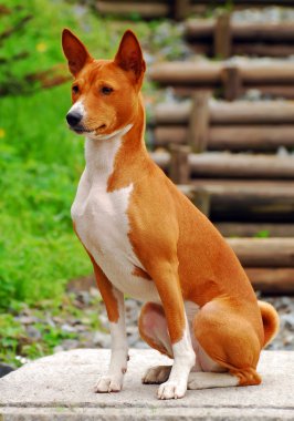 Amerikan staffordshire terrier portre