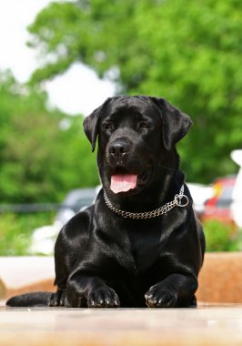 Amerikan staffordshire terrier portre