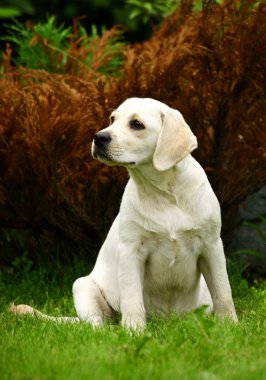 Amerikan staffordshire terrier portre