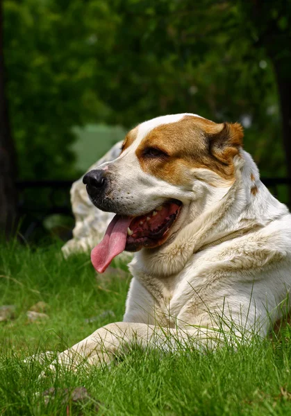 Amerikan staffordshire terrier portre — Stok fotoğraf