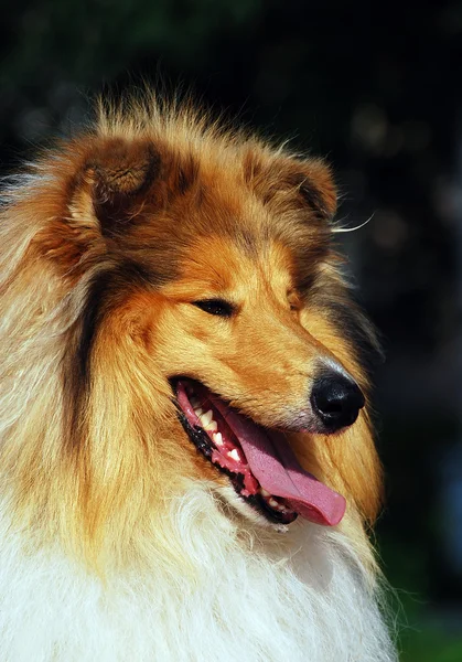 Amerikai staffordshire terrier portré — Stock Fotó