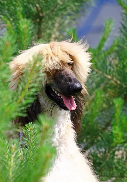 American Staffordshire terrier ritratto — Foto Stock