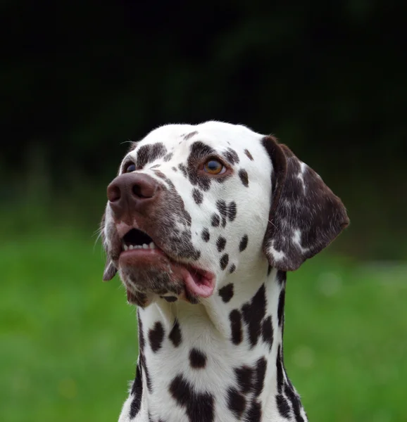 American Staffordshire terrier ritratto — Foto Stock