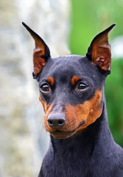 stock image American Staffordshire terrier portrait