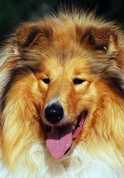 American Staffordshire terrier retrato —  Fotos de Stock