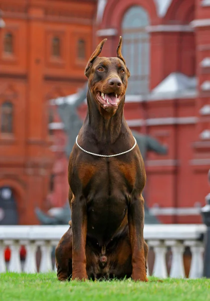 American Staffordshire terrier portrait — Stock Photo, Image
