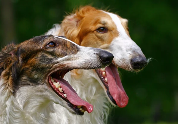 American Staffordshire terrier retrato —  Fotos de Stock