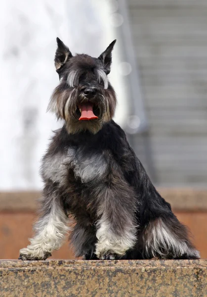American Staffordshire terrier portrait — Stock Photo, Image